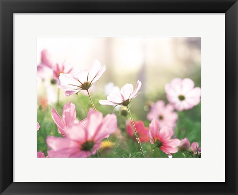 Framed Pink flowers in meadow Print