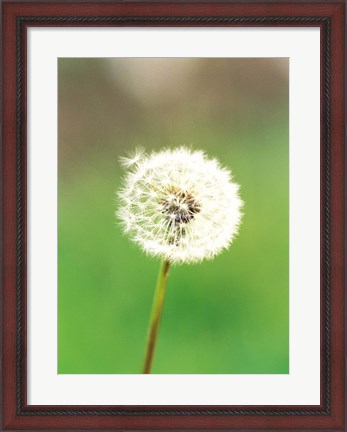 Framed Dandelion seeds, close-up view Print