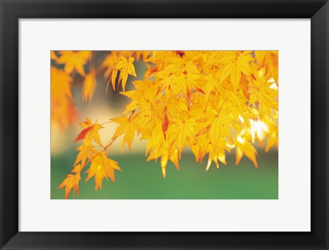 Framed Yellow Maple Leaves, Autumn Print
