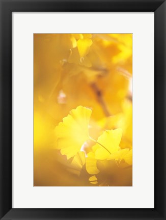 Framed Yellow Leaves, Autumn, Backlit Print