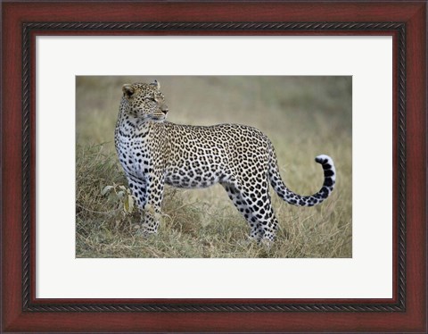Framed Close-up of a leopard (Panthera pardus) in a forest, Tanzania Print