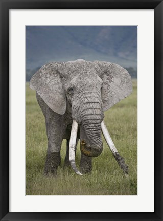 Framed African elephant (Loxodonta africana), Tanzania Print