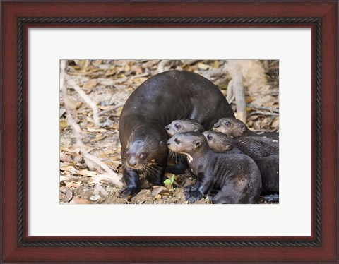 Framed Otter with Cubs, Three Brothers River, Meeting of the Waters State Park, Pantanal Wetlands, Brazil Print