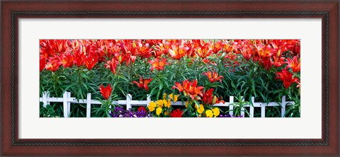 Framed Flowers in bloom, Alaska, USA Print