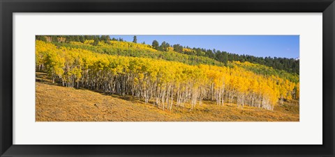Framed Trees in a field, Dallas Divide, San Juan Mountains, Colorado Print