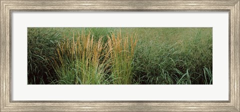 Framed Close-up of Feather Reed Grass (Calamagrostis x acutiflora) Print