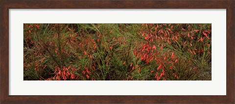 Framed Flowers on coral plants (Russelia equisetiformis), Longboat Key, Manatee County, Florida Print