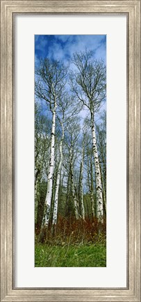 Framed Birch trees in a forest, US Glacier National Park, Montana, USA Print