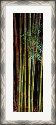 Framed Close-up of bamboos, Kanapaha Botanical Gardens, Gainesville, Florida, USA Print
