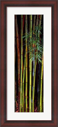 Framed Close-up of bamboos, Kanapaha Botanical Gardens, Gainesville, Florida, USA Print