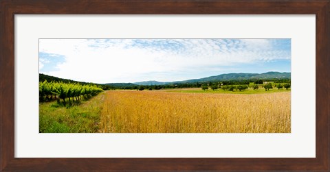 Framed Wheat field with vineyard along D135, Vaugines, Vaucluse, Provence-Alpes-Cote d&#39;Azur, France Print