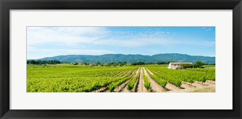 Framed Vineyard with mountain in the background, Ansouis, Vaucluse, Provence-Alpes-Cote d&#39;Azur, France Print