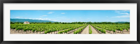 Framed Vineyard, Route d&#39;Ansouis, Cucuron, Vaucluse, Provence-Alpes-Cote d&#39;Azur, France Print
