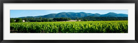 Framed Vineyards along D27, Vaugines, Vaucluse, Provence-Alpes-Cote d&#39;Azur, France Print