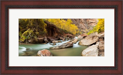 Framed Cottonwood trees and rocks along Virgin River, Zion National Park, Springdale, Utah, USA Print