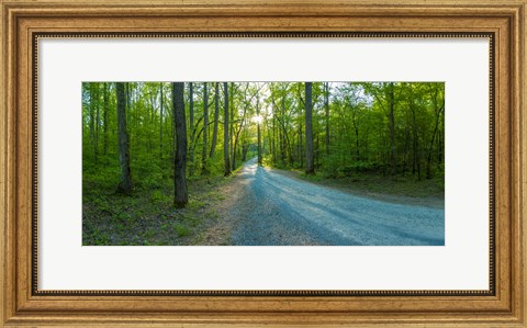 Framed Dirt road passing through a forest, Great Smoky Mountains National Park, Blount County, Tennessee, USA Print