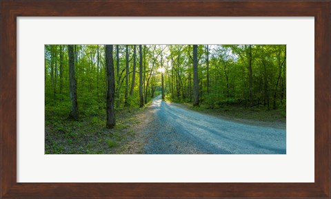 Framed Dirt road passing through a forest, Great Smoky Mountains National Park, Blount County, Tennessee, USA Print