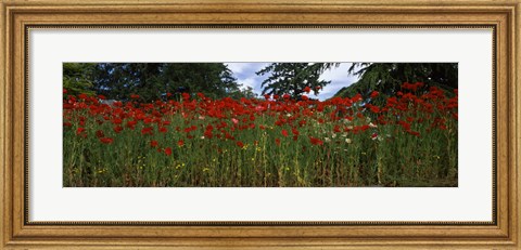 Framed Flanders field poppies (Papaver rhoeas) in a field, Anacortes, Fidalgo Island, Skagit County, Washington State Print