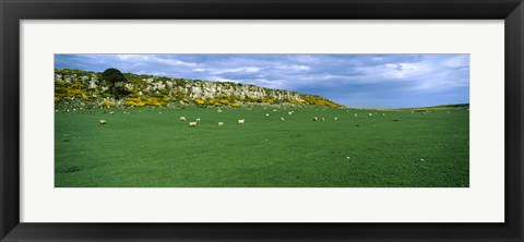 Framed Flock of sheep at Howick Scar Farm, Northumberland, England Print