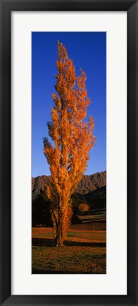 Framed Poplar tree on Golf Course, Queenstown, South Island, New Zealand Print