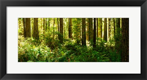 Framed Ferns and Redwood trees in a forest, Redwood National Park, California, USA Print