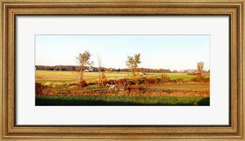 Framed Amish farmer plowing a field, USA Print