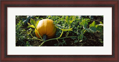 Framed Pumpkin growing in a field, Half Moon Bay, California, USA Print