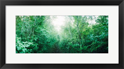Framed Trail through the woods along Fort Tilden beach, Queens, New York City, New York State, USA Print