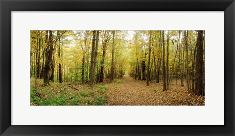Framed Trail through the forest of the Catskills in Kaaterskill Falls, New York State Print