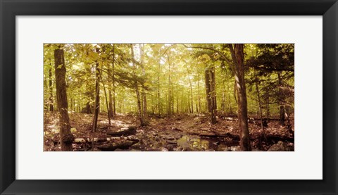 Framed Forest, Catskill Mountains, New York State, USA Print