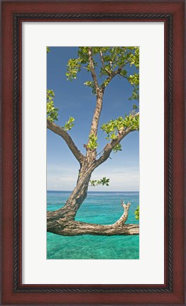 Framed Tree overhanging sea at Xtabi Hotel, Negril, Westmoreland, Jamaica Print