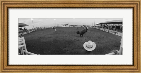 Framed Cowboy riding bull at rodeo arena, Pecos, Texas, USA Print