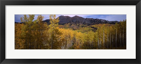 Framed Trees in autumn, Colorado Print