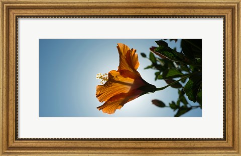 Framed Close-up of a Hibiscus flower in bloom, Oakland, California, USA Print