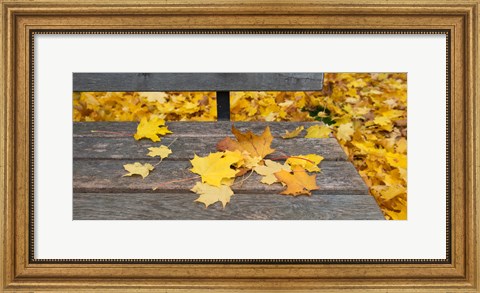 Framed Fallen leaves on a wooden bench, Baden-Wurttemberg, Germany Print