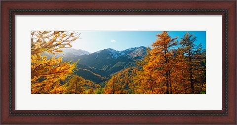Framed Larch trees in autumn at Simplon Pass, Valais Canton, Switzerland Print