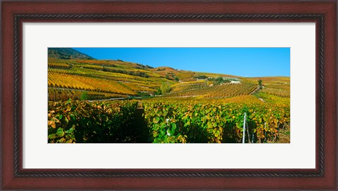 Framed Vineyards in Valais Canton, Switzerland Print
