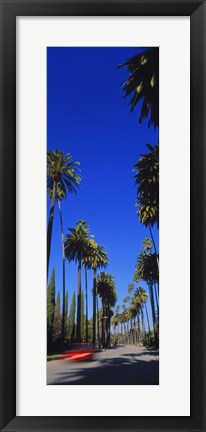 Framed Palm trees along a road, Beverly Hills, Los Angeles County, California, USA Print