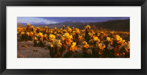 Framed Cholla cactus at sunset, Joshua Tree National Park, California Print