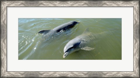 Framed Dolphins in the sea, Varadero, Matanzas Province, Cuba Print