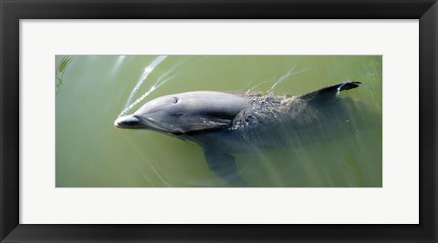 Framed Dolphin swimming in the sea, Varadero, Matanzas Province, Cuba Print