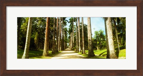 Framed Trees both sides of a garden path, Jardim Botanico, Zona Sul, Rio de Janeiro, Brazil Print