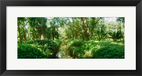 Framed Trees in a botanical garden, Jardim Botanico, Zona Sul, Rio de Janeiro, Brazil Print