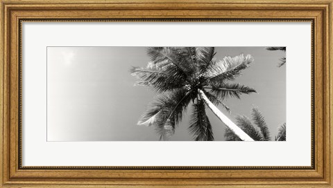Framed Low angle view of palm trees, Morro De Sao Paulo, Tinhare, Cairu, Bahia, Brazil Print