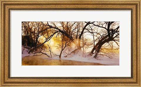 Framed Trees in a forest, Saint-Jean-sur-Richelieu, Quebec, Canada Print
