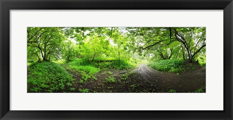 Framed Green forest, Saint-Blaise-sur-Richelieu, Quebec, Canada Print