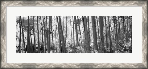 Framed Aspen tree trunks in black and white, Colorado, USA Print