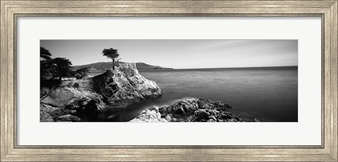 Framed Cypress tree at the coast, The Lone Cypress, 17 mile Drive, Carmel, California (black and white) Print