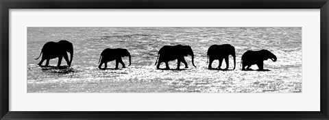 Framed Herd of African Elephants Crossing the Uaso Nyiro River, Kenya (black &amp; white) Print