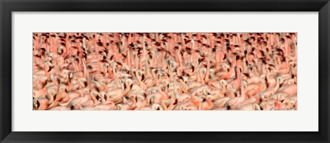 Framed Greater flamingos with Lesser flamingos in flight, Lake Nakuru, Lake Nakuru National Park, Kenya Print
